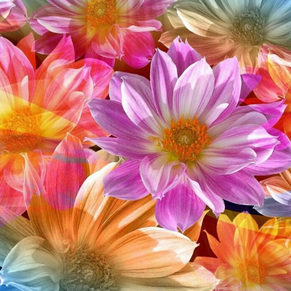 Meet your Posher, Juel